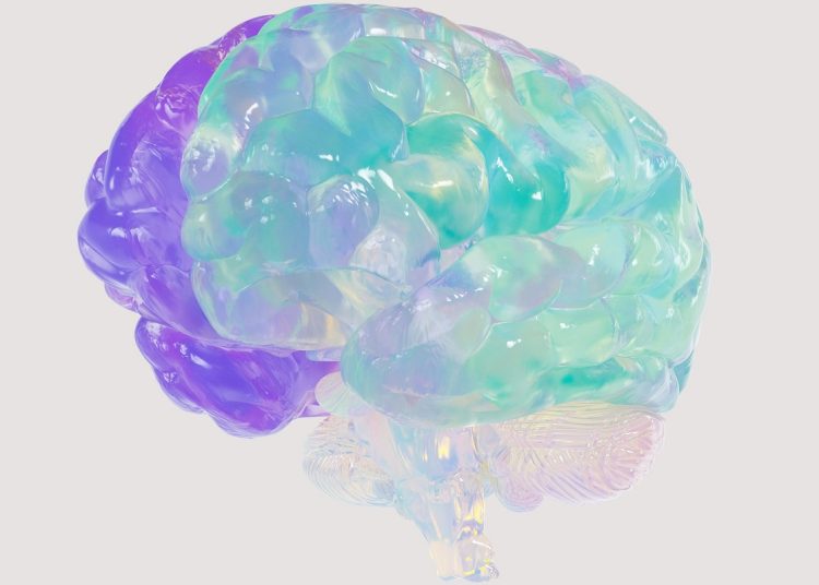 Plastic model of a human brain, with one half in purple-blue, the other in light blue