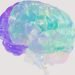 Plastic model of a human brain, with one half in purple-blue, the other in light blue